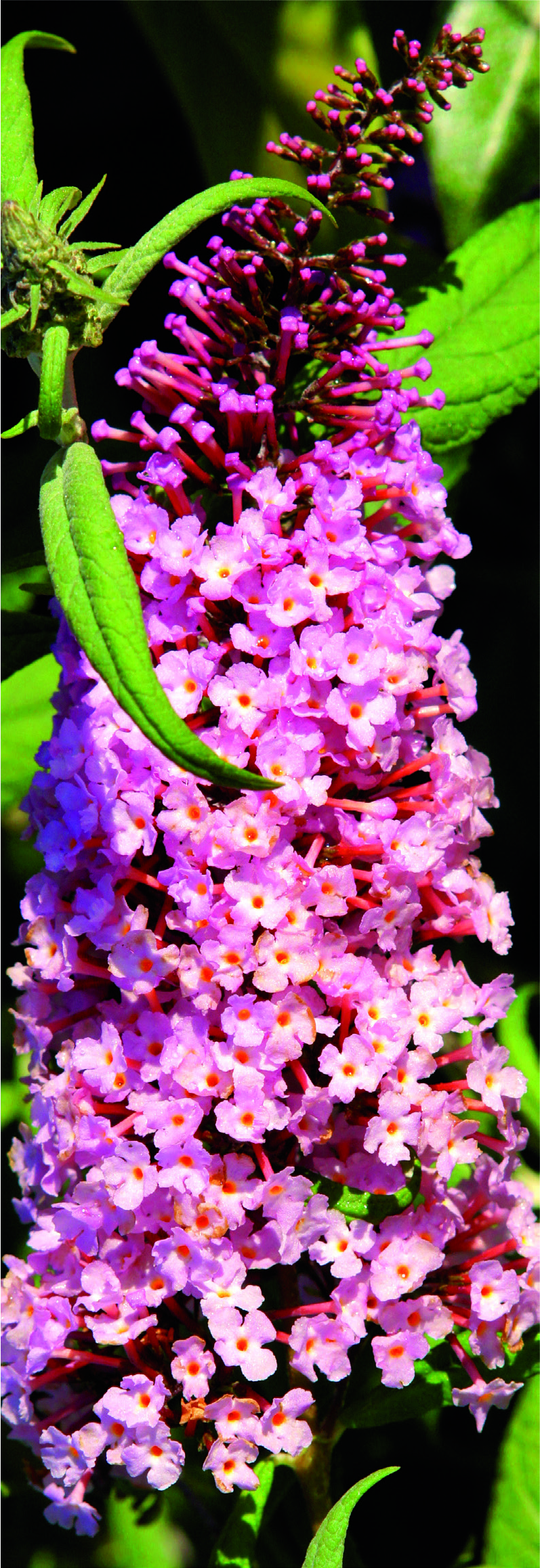 Buddleja x pikei 'Pink Delight'