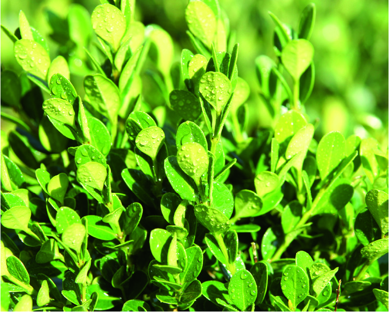 Buxus microphylla 'Faulkner'