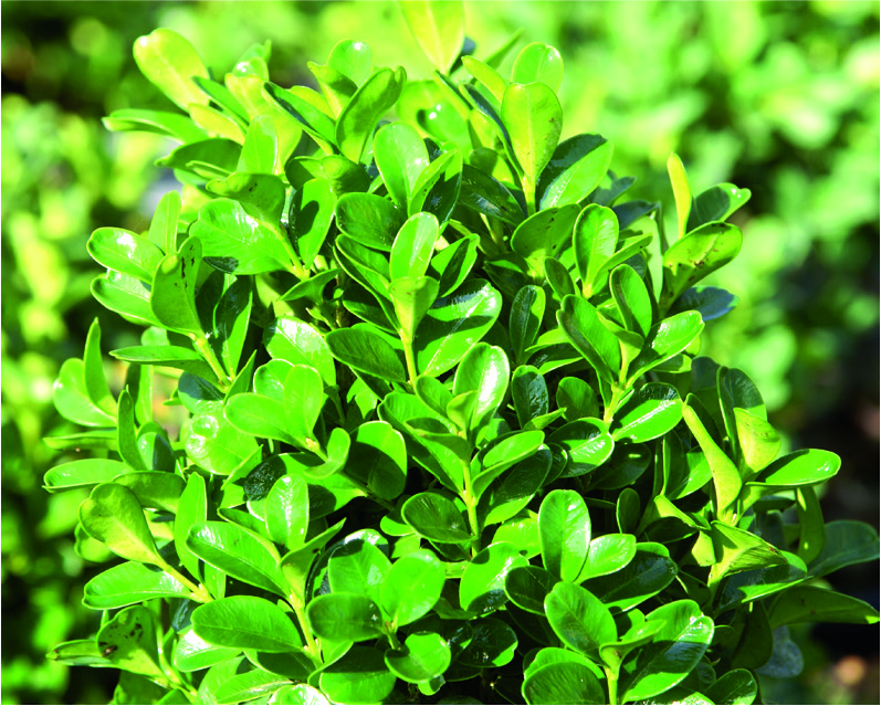 Buxus microphylla 'Pumila Nana'