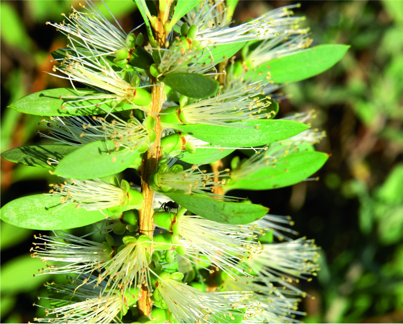 Callistemon citrinus 'Albus'