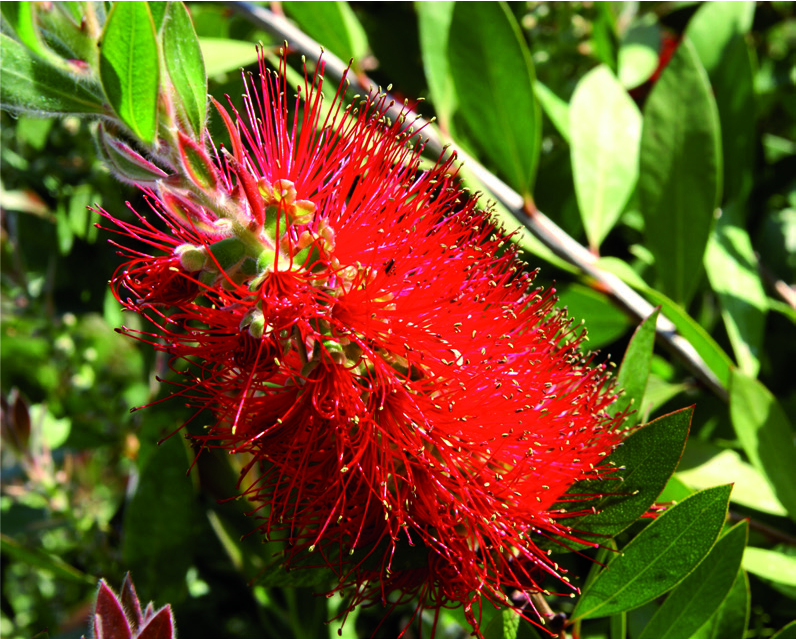 Callistemon laevis