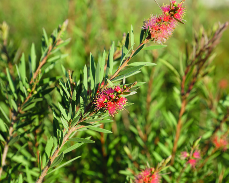 Callistemon linearis 'Rosa'