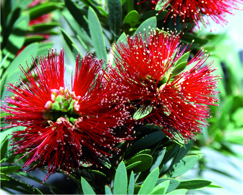 Callistemon viminalis 'Little John'