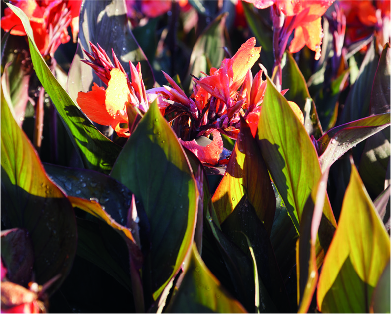 Canna bras. 'Cannova Bronze Orange'