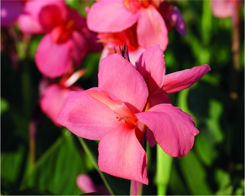 Canna bras. 'Cannova Mango'