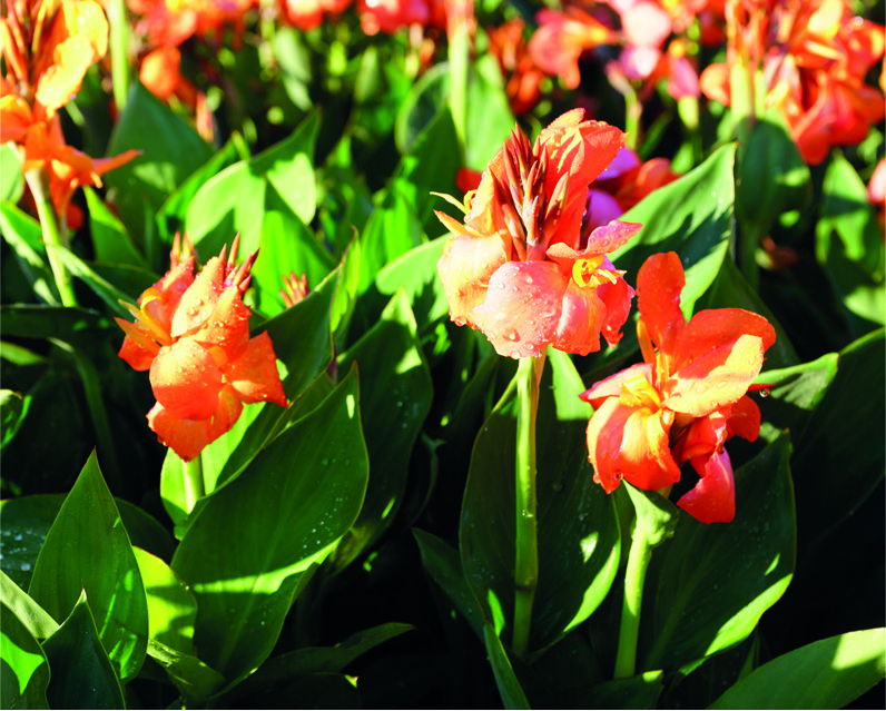 Canna bras. 'Cannova Orange Shades'