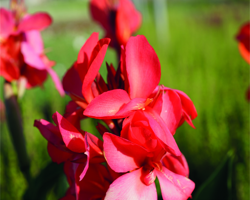 Canna bras. 'Cannova Red Shades'