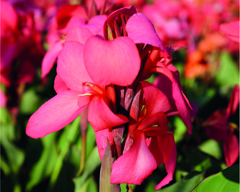 Canna bras. 'Cannova Rose'