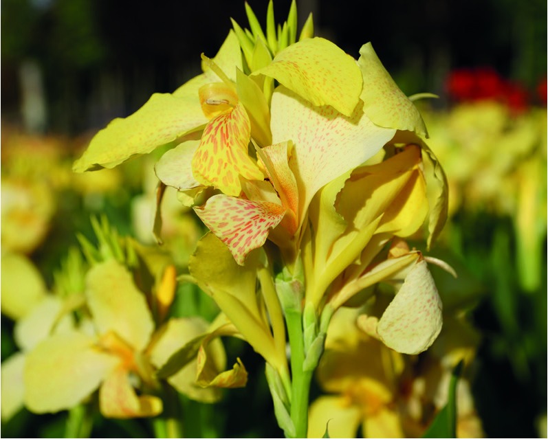 Canna bras. 'Scarlet Bronze'