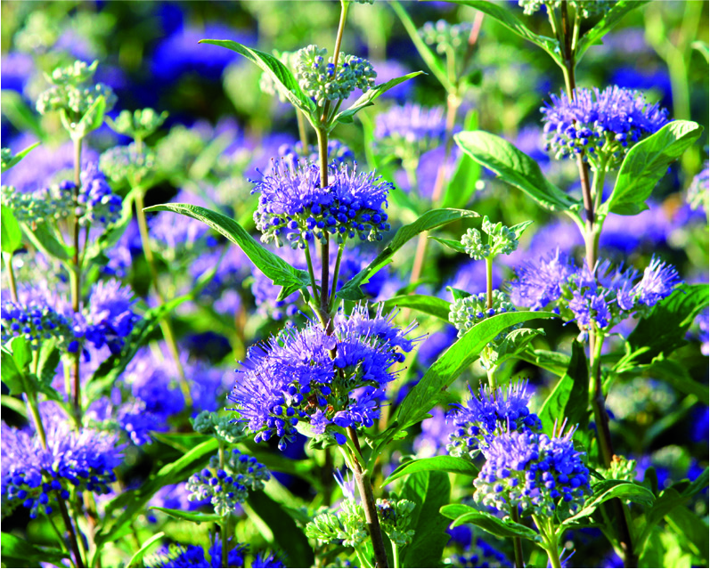 Caryopteris x clandonensis  'Heavenly Blue'