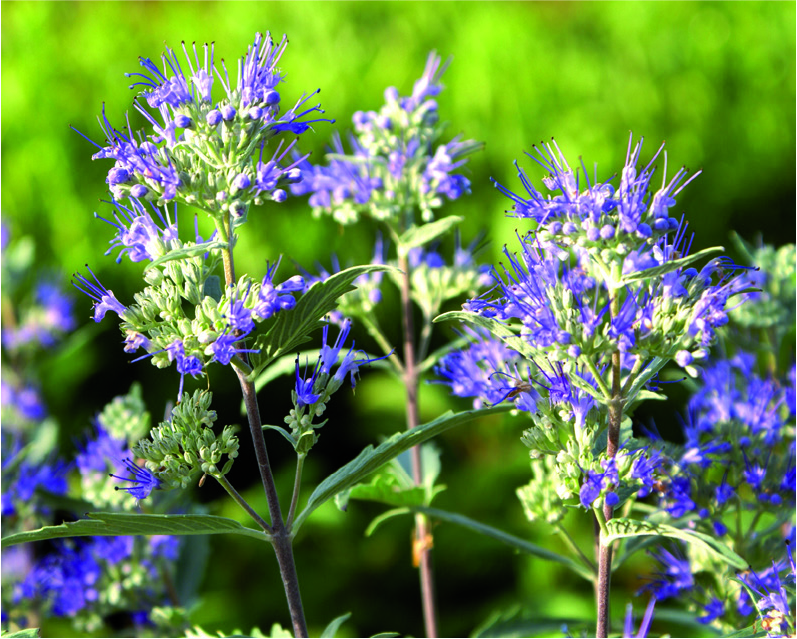 Caryopteris x clandonensis 'Kew Blue'