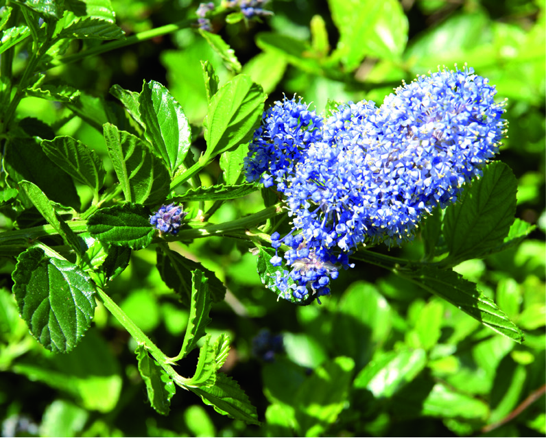 Ceanothus hyb. 'Concha'
