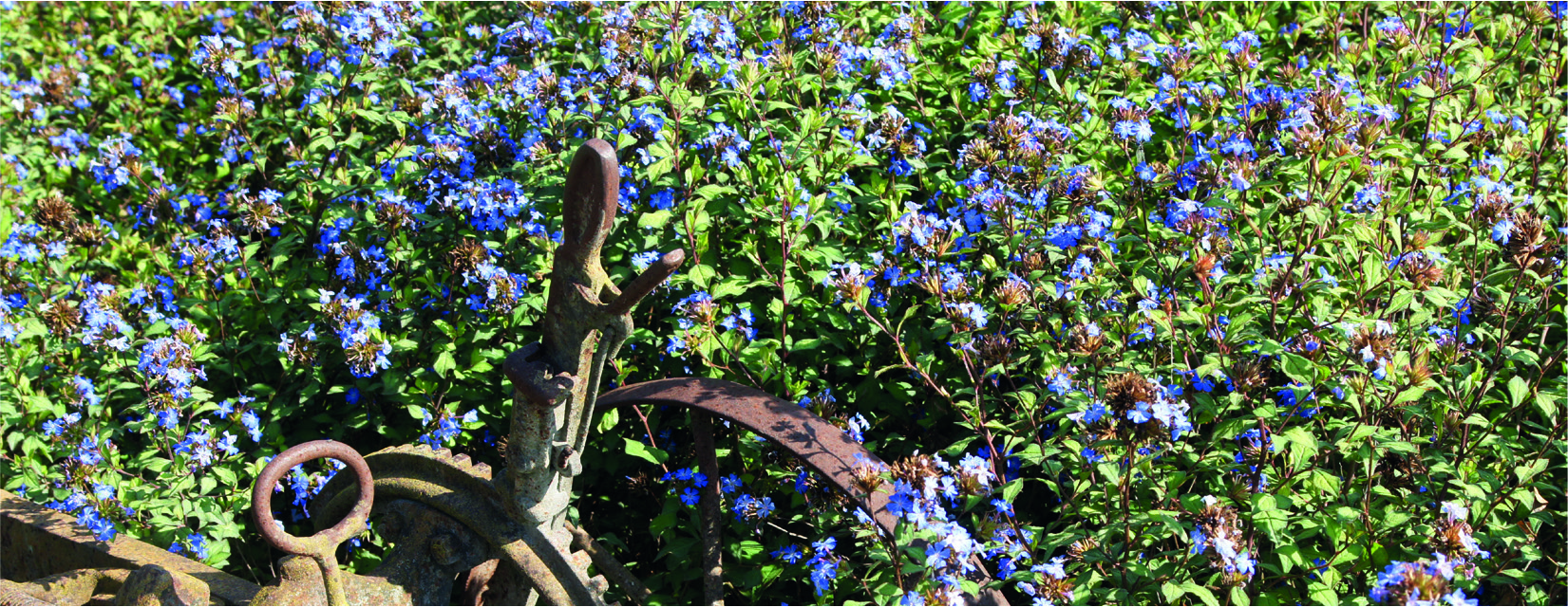 Ceratostigma willmottianum