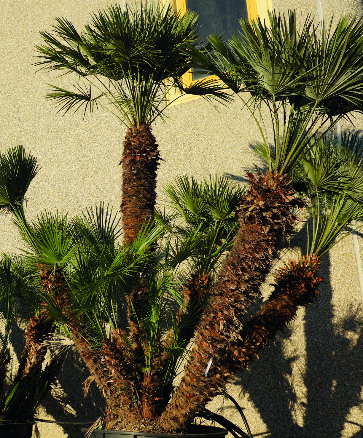 Chamaerops humilis