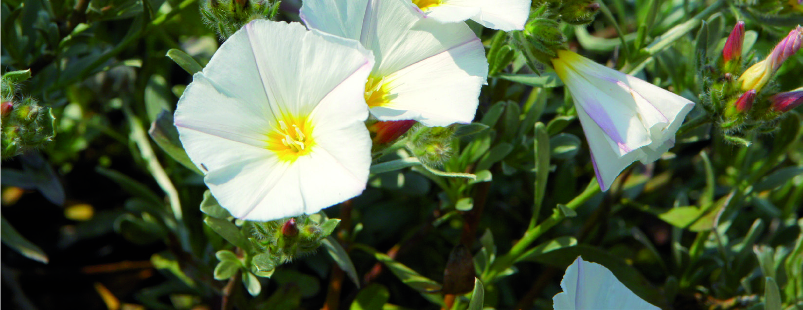 Convolvulus cneorum