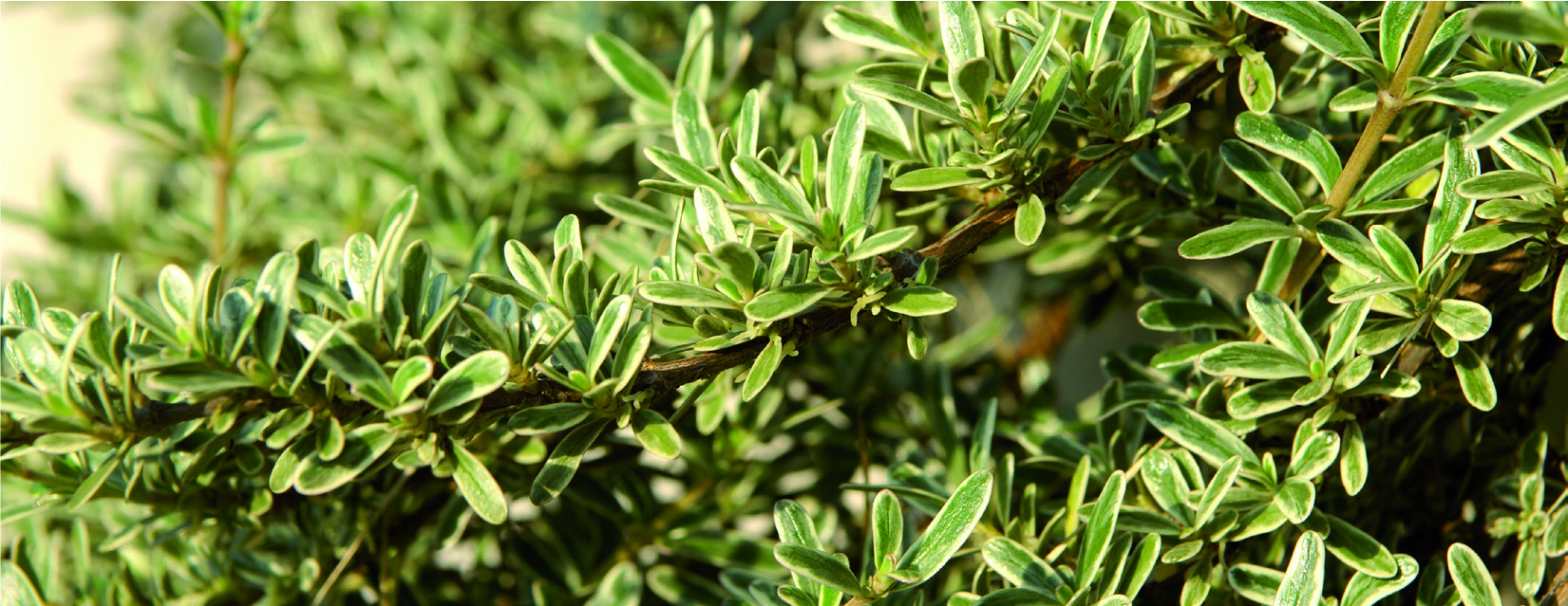 Coprosma x kirkii 'Kirkii Variegata'