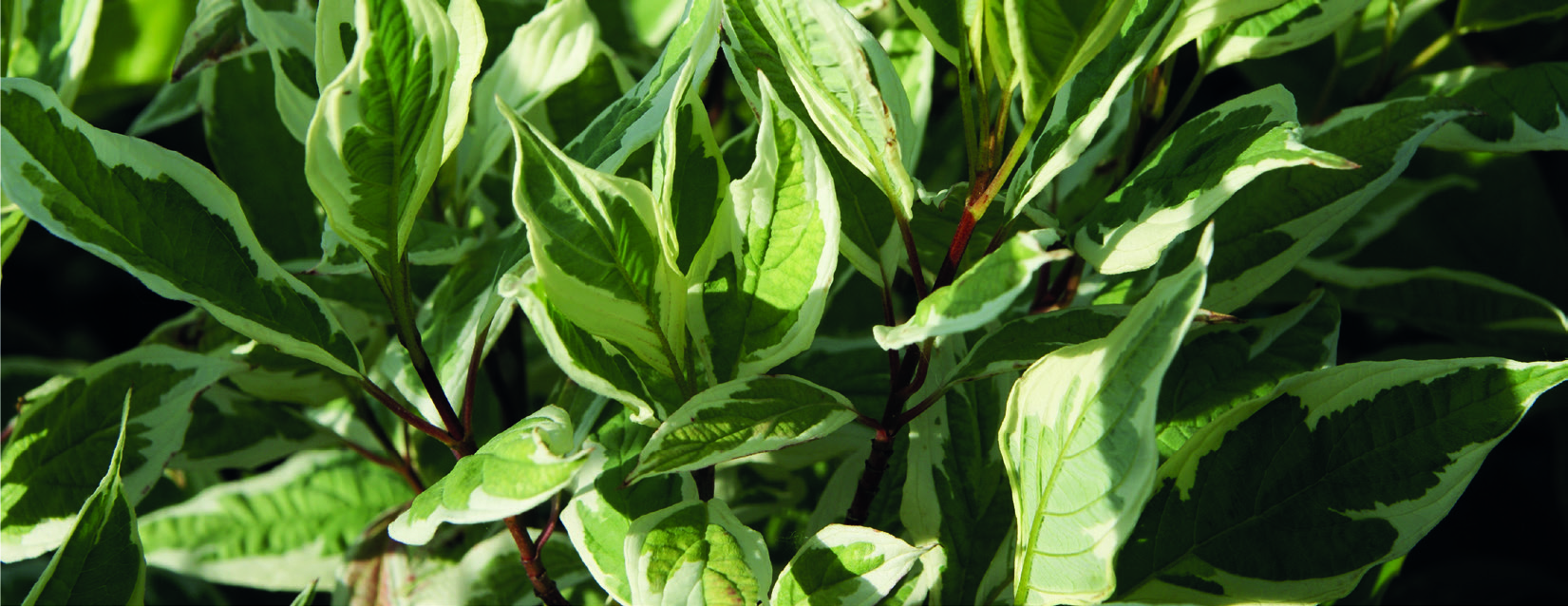 Cornus alba 'Elegantissima'