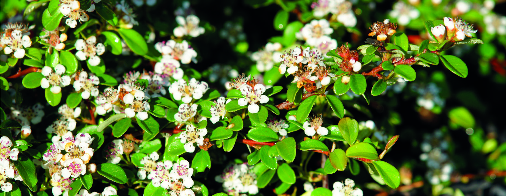 Cotoneaster dammeri 'Radicans'