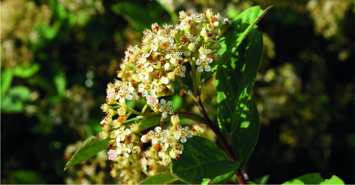 Cotoneaster floccosus