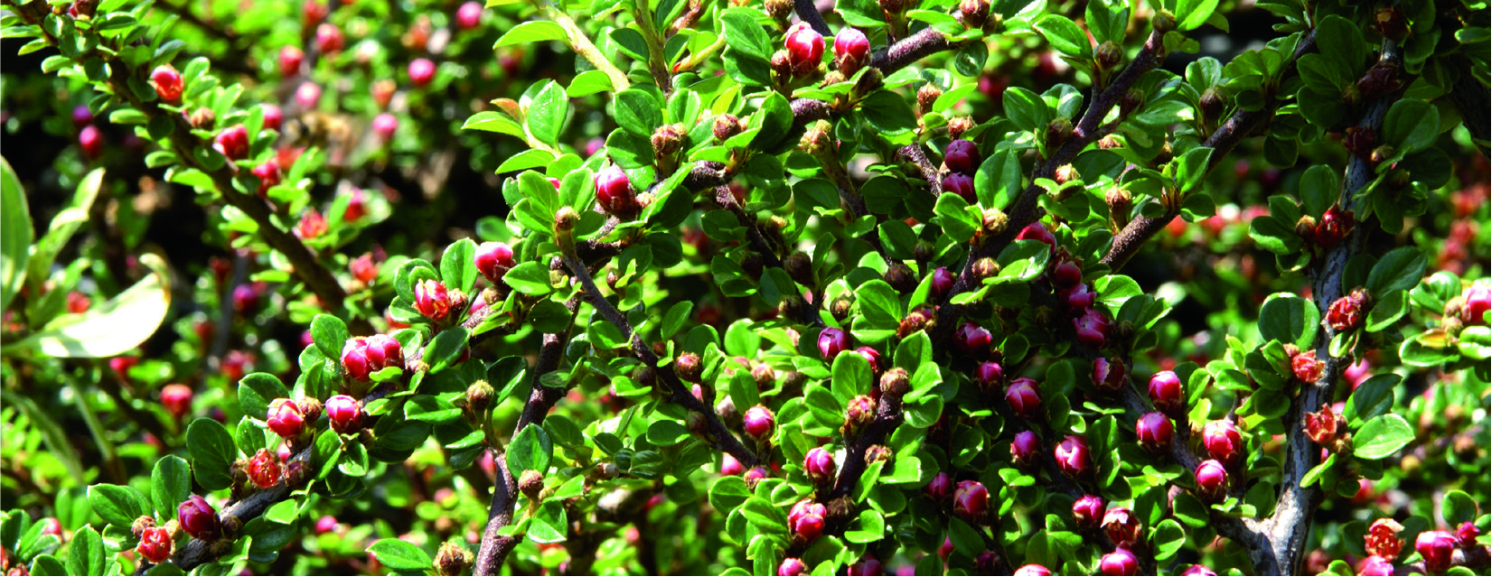 Cotoneaster horizontalis