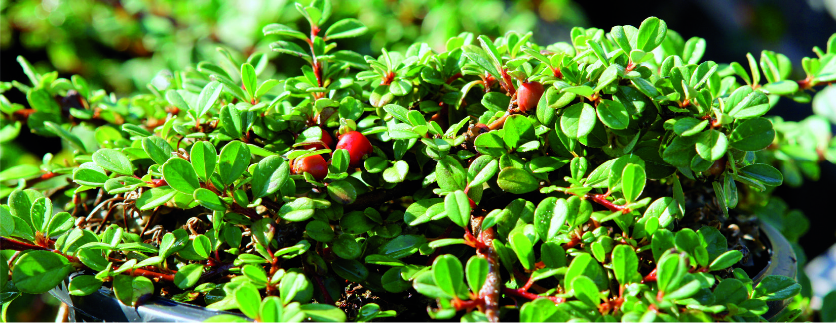 Cotoneaster procumb. 'Queen of carpets'