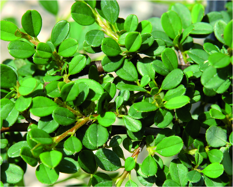 Cotoneaster procumb. 'Streib's Findling'