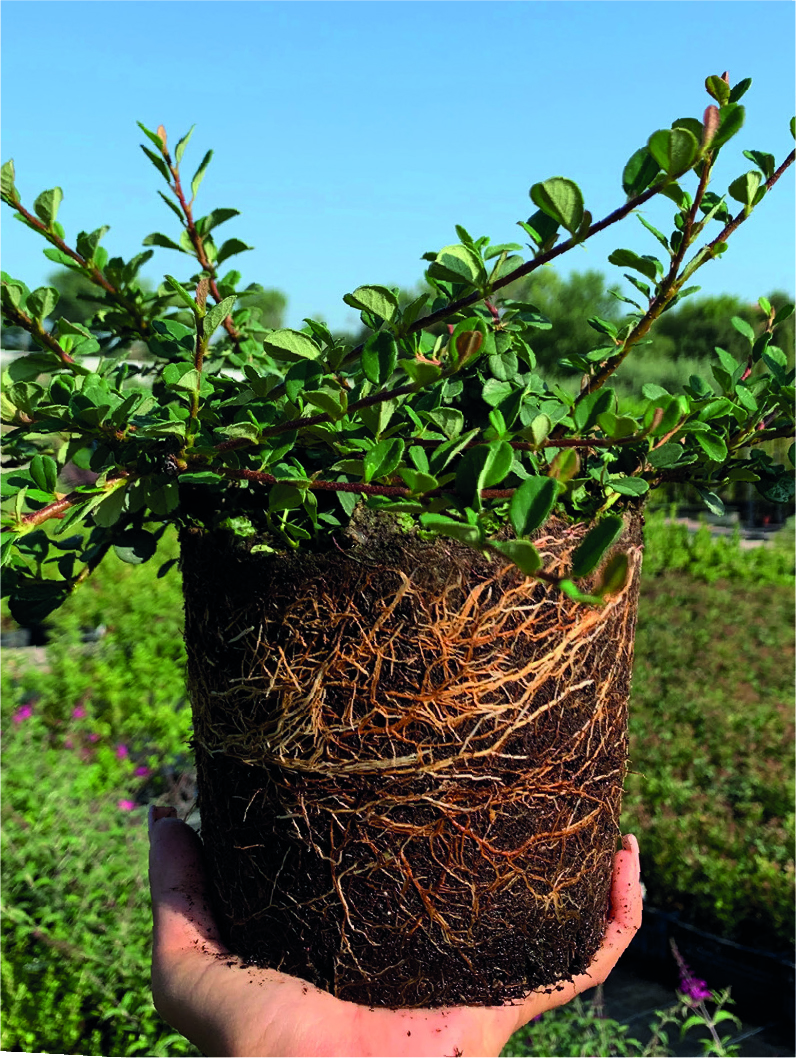 Cotoneaster radicans 'Eichholz'