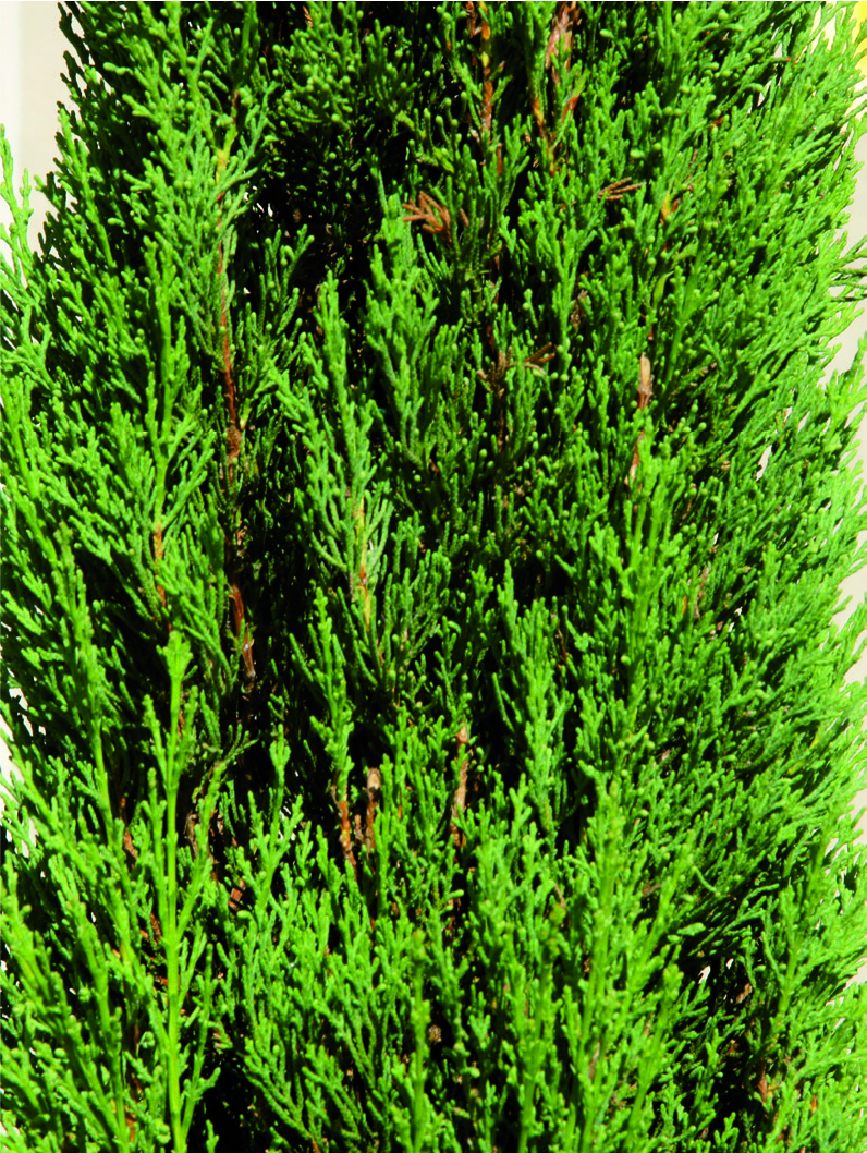 Cupressus sempervirens 'Pyramidalis'