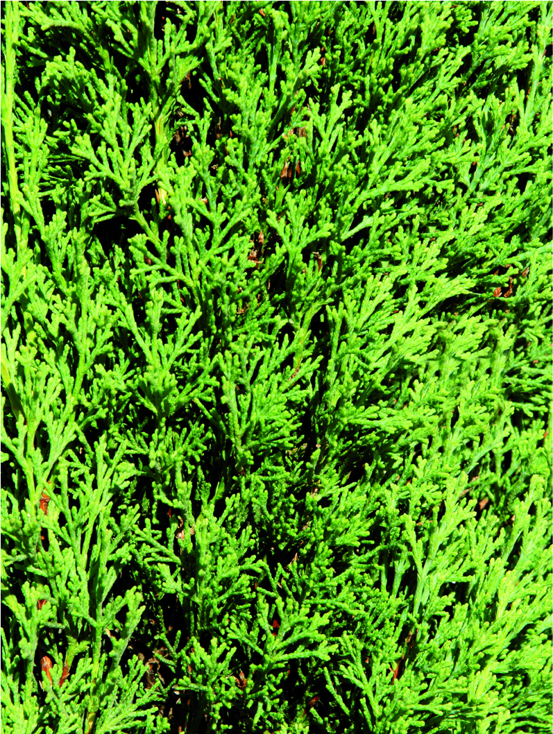 Cupressus sempervirens 'Totem Pole'