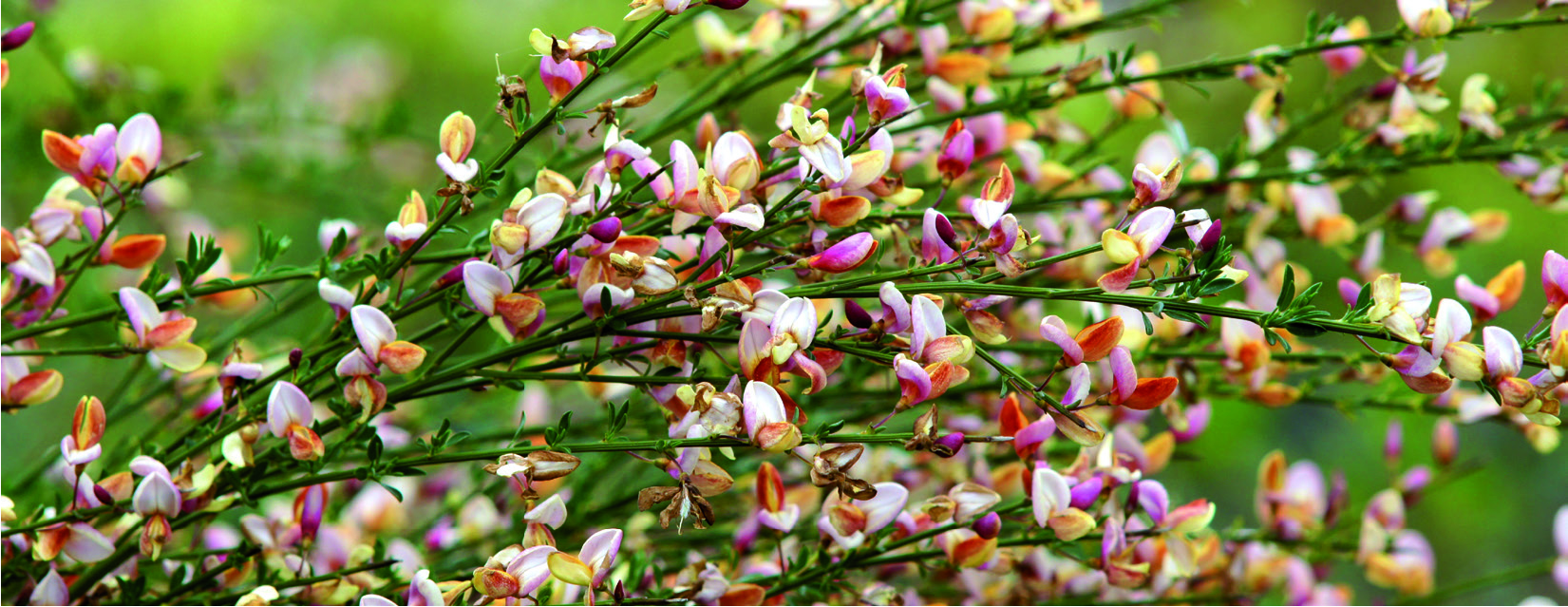 Cytisus supinus 'Zeelandia'