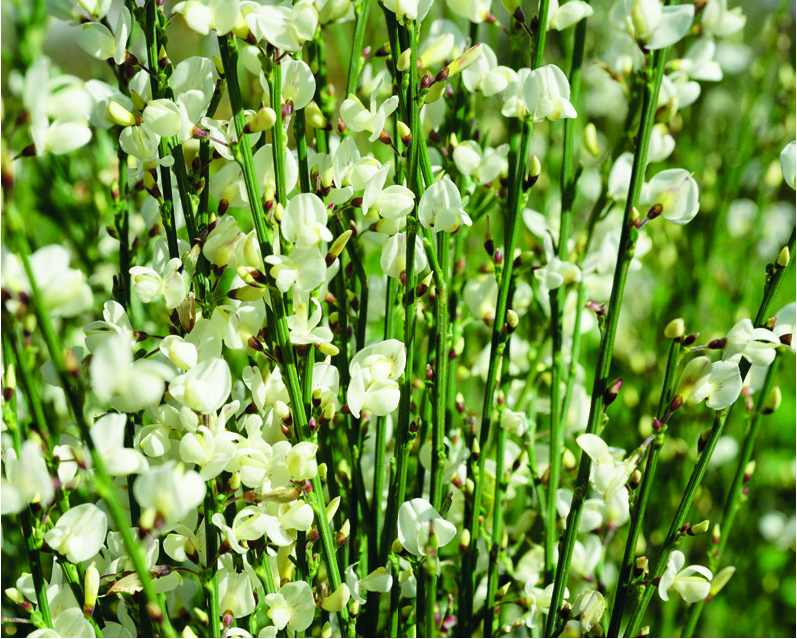 Cytisus x praecox  'Albus'
