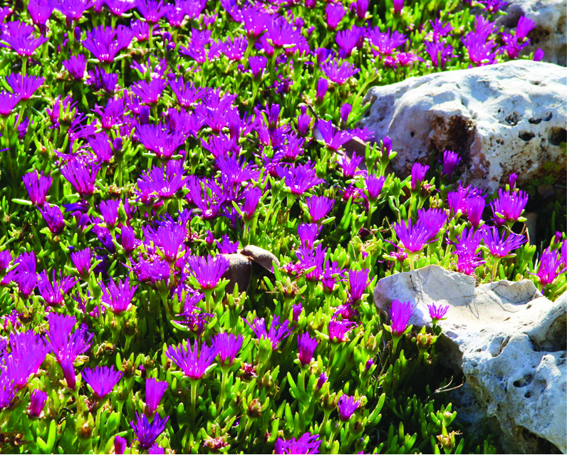 Delosperma cooperi