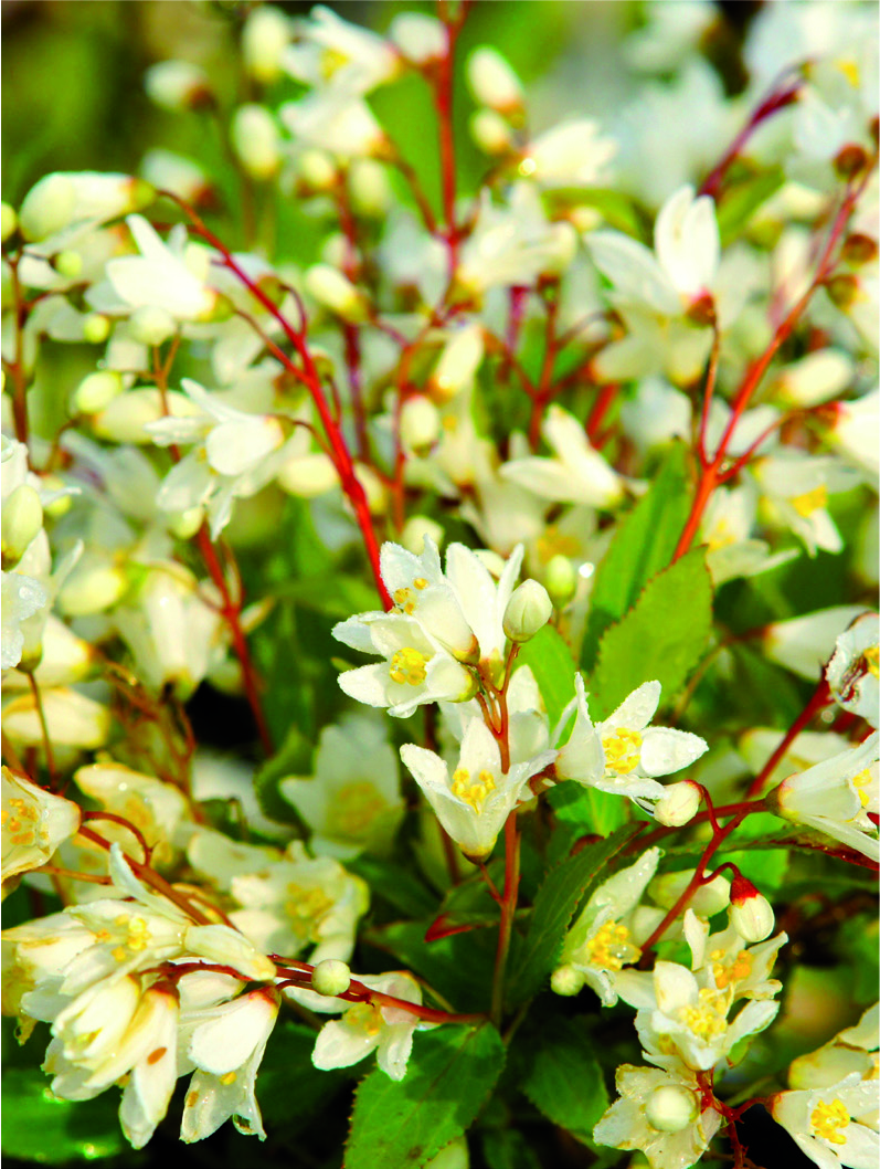 Deutzia gracilis 'Nikko'