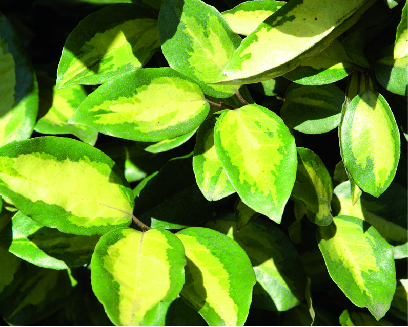 Elaeagnus x ebbingei 'Limelight'