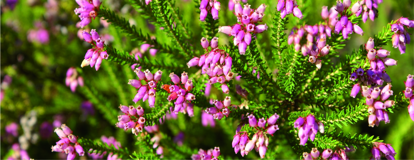 Erica mediterranea