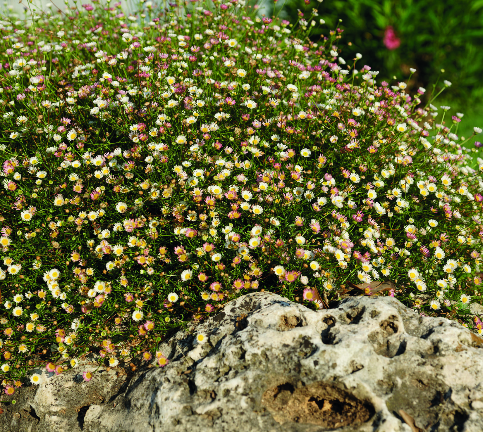 Erigeron  karvinskianus