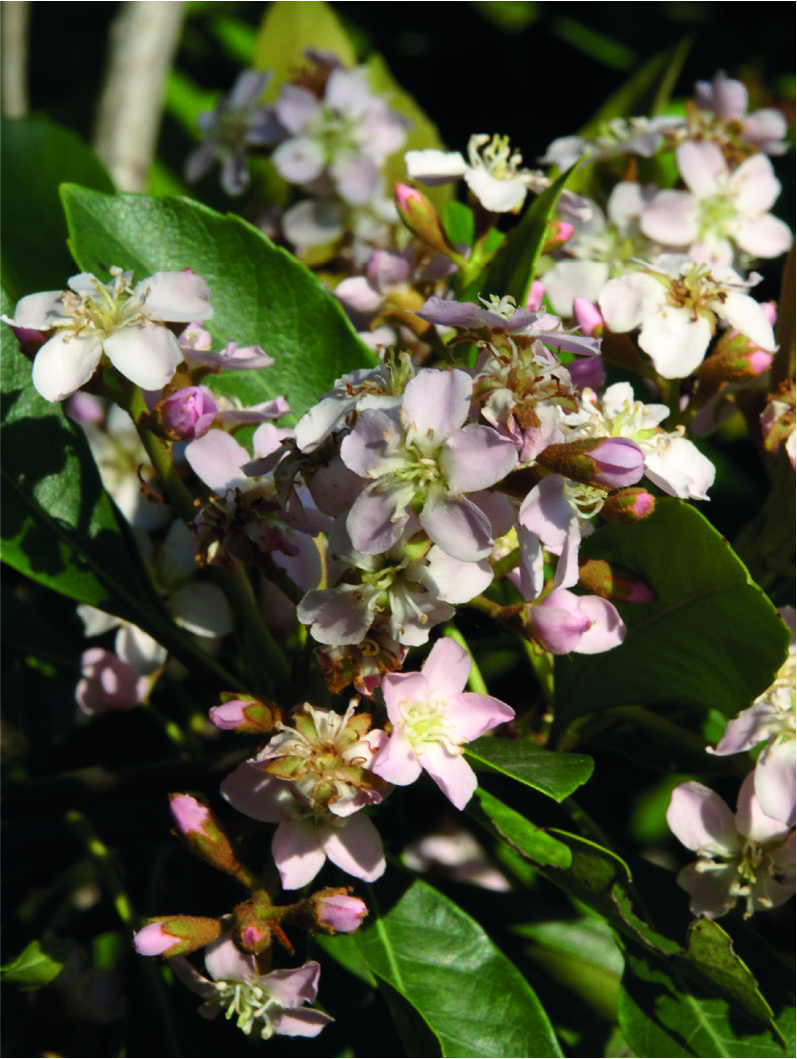 Eriobotrya 'Coppertone'