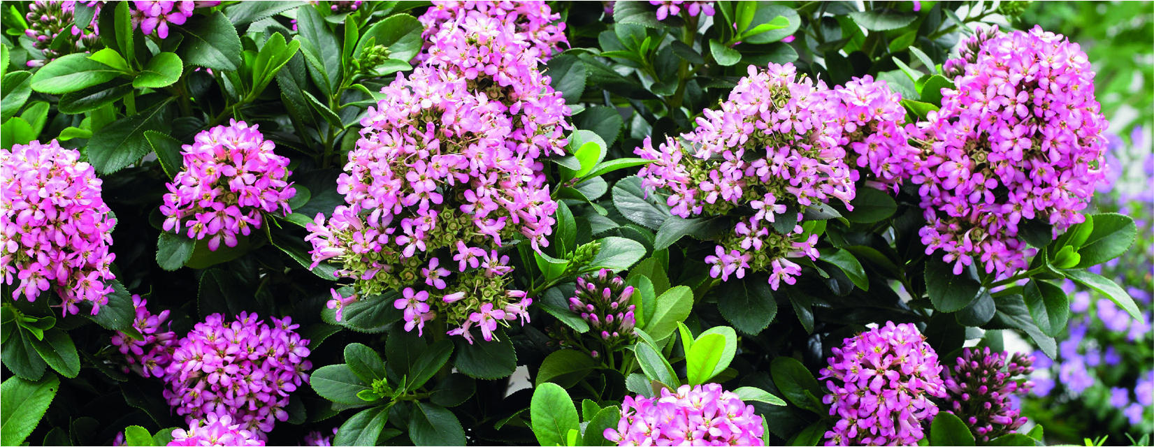 Escallonia leavis 'Pink Elle' ®