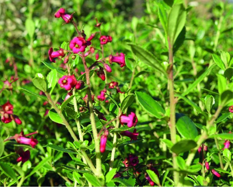 Escallonia rubra