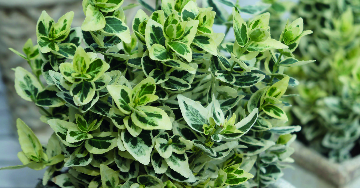Euonymus fortunei 'Sunspot'