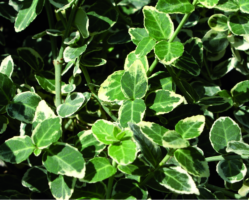 Euonymus fortunei 'Emerald Gaiety'