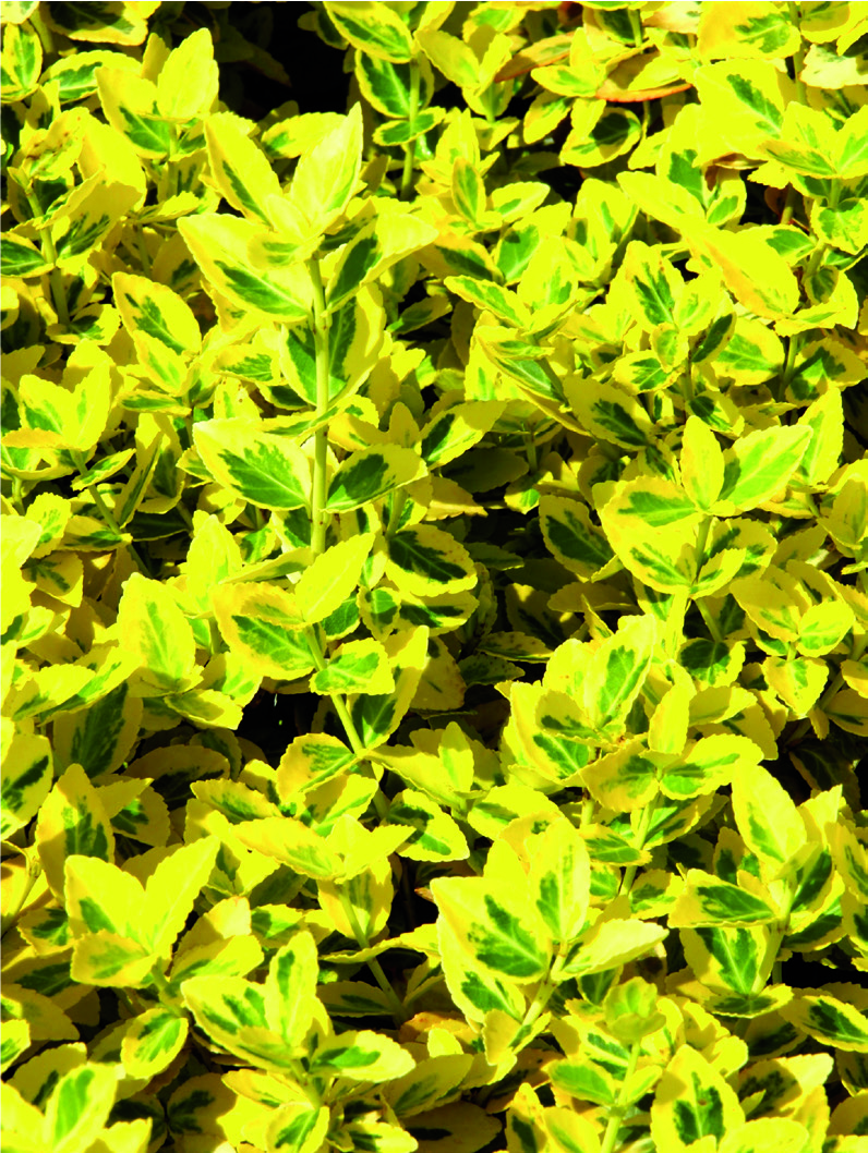 Euonymus fortunei Dan's Delight ®