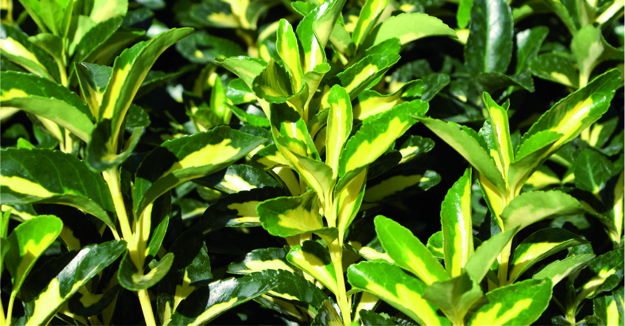 Euonymus japonicus 'Aureopictus'