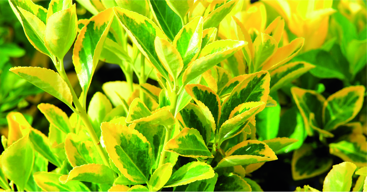 Euonymus japonicus 'Aureus'