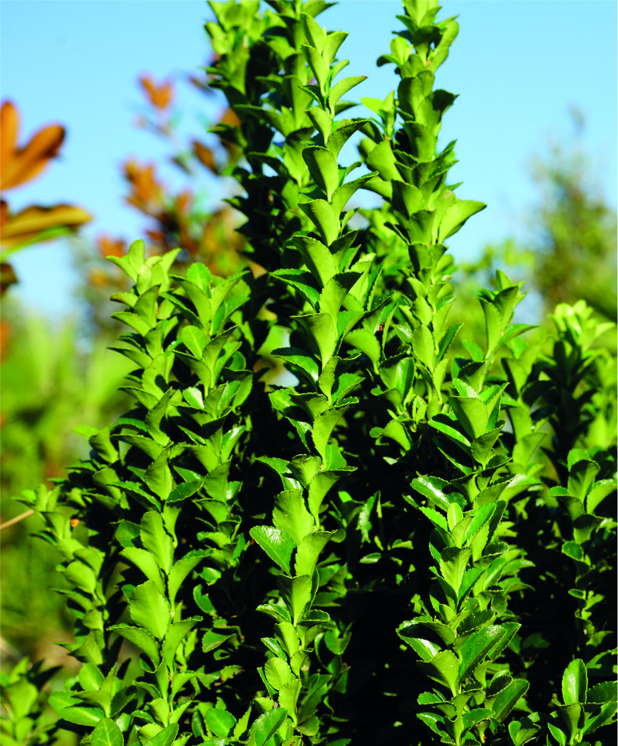 Euonymus japonicus 'Benkomasaki'