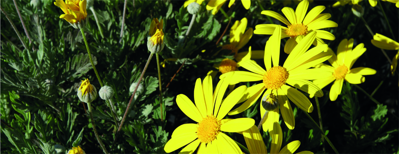Euryops pectinatus