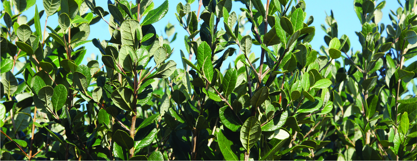 Feijoa sellowiana