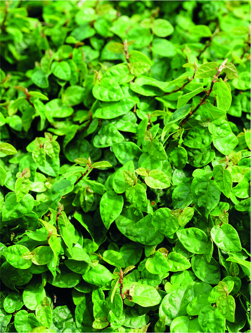 Ficus pumila