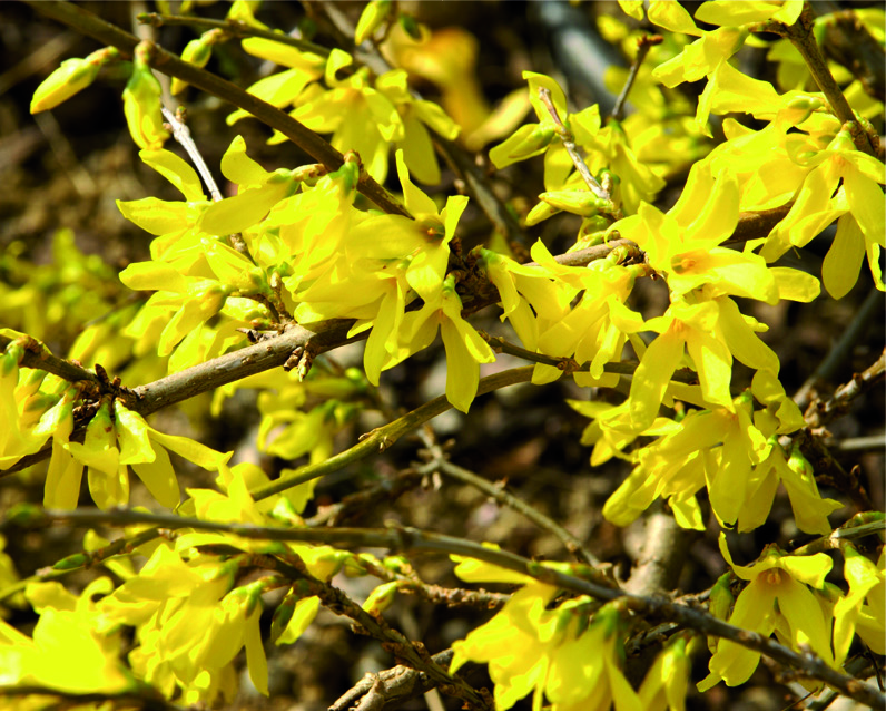 Forsythia x intermedia 'Minigold'