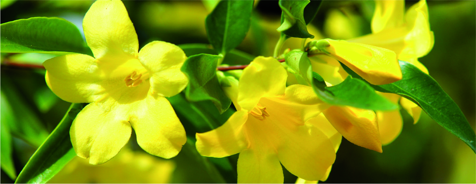Gelsemium sempervirens